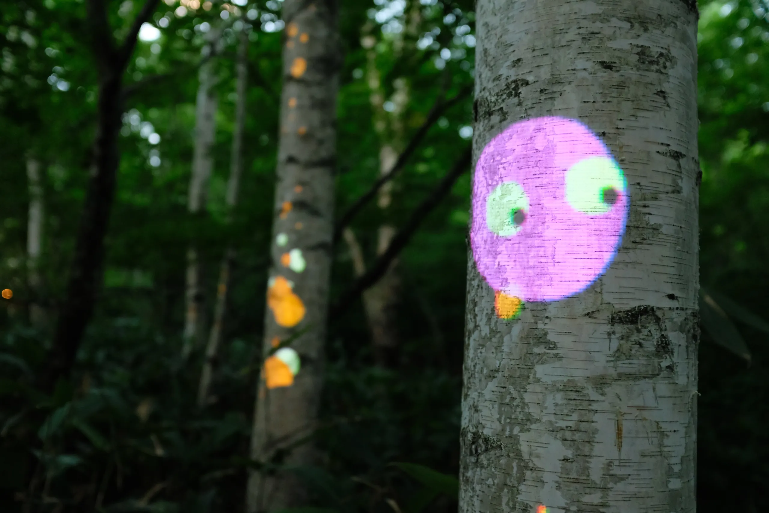 Small projection-mapped face animation glowing on a birch tree trunk at Fuji Rock